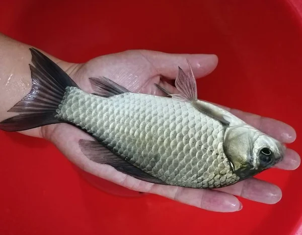 hand holding a fish in a red plate