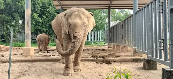 Closeup Shot Young Elephant Standing Zoo — Stockfoto