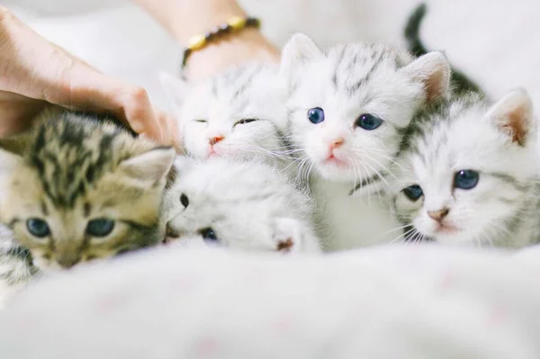 cute little kittens, kitten, cat, animal, pet, domestic, pets, animals, cats,