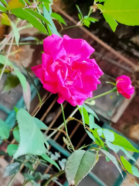 stock image beautiful pink roses in the garden