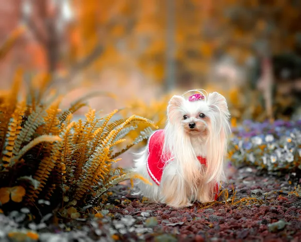 cute dog in the autumn forest