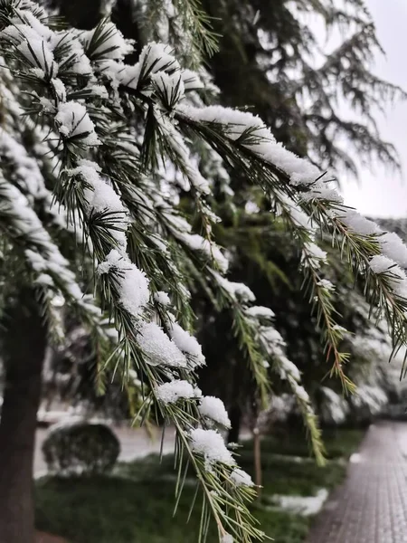 Stock image pine tree branches in the forest