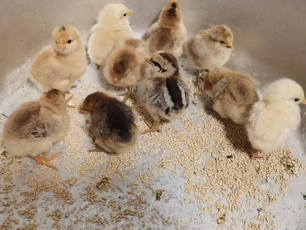 cute little chicks on the farm