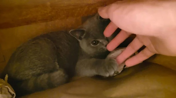 a little boy is eating a cat