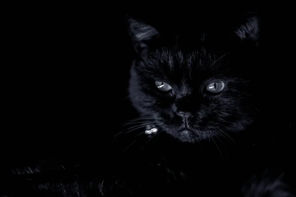 black and white cat on a dark background