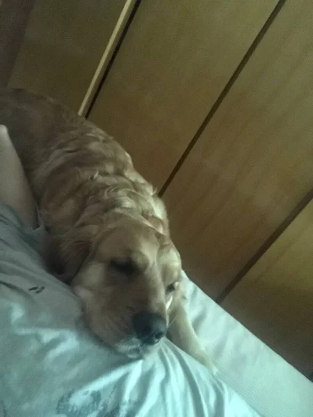 stock image dog sleeping on the bed