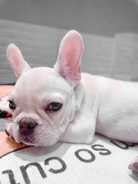 french bulldog dog, white background