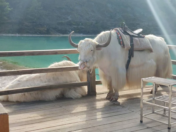 a beautiful shot of a cow in the mountains