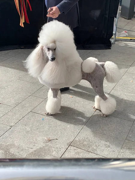 white dog with a bag of dogs