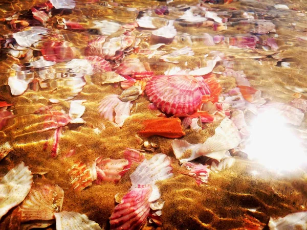 sea shells and corals in the water