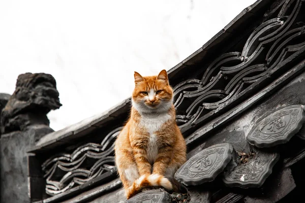 cat in the old town