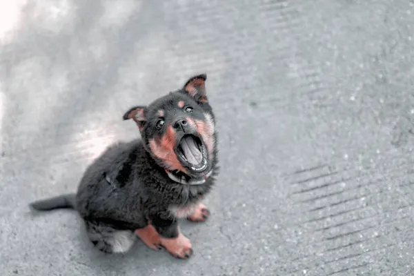 dog on the street