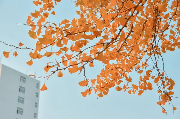 stock image beautiful autumn leaves, fall season