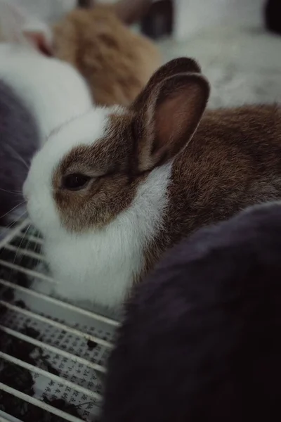 笼中的白兔 — 图库照片