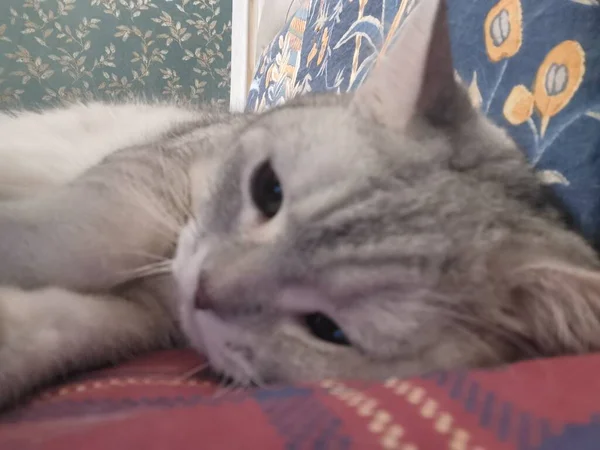 stock image cat lying on the bed