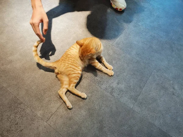 cat playing with a small dog