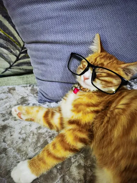 cat with glasses and sunglasses on the table