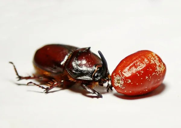 close up of a beetle on a white background