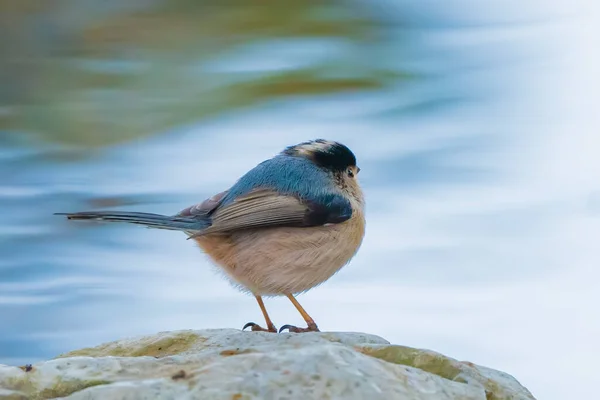 a bird is sitting on a log in a lake
