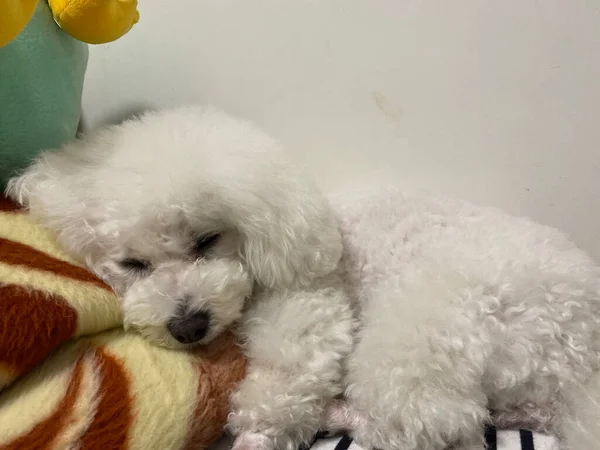 cute dog with a white fluffy hair