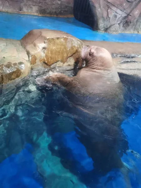 beautiful sea lion swimming in the pool