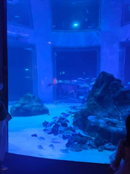 underwater view of a beautiful aquarium