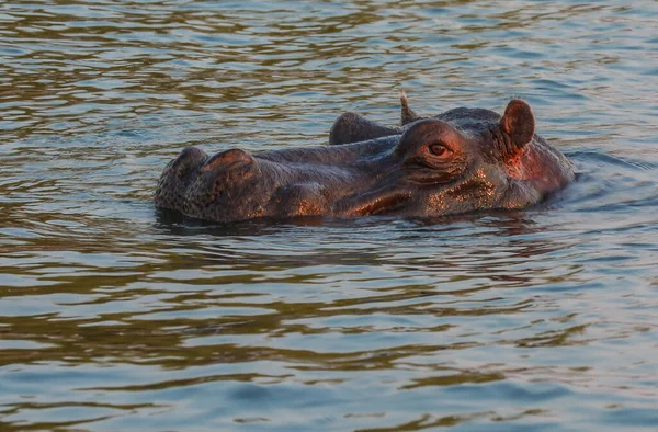 Hippopotame Amphibie Dans Eau — Photo