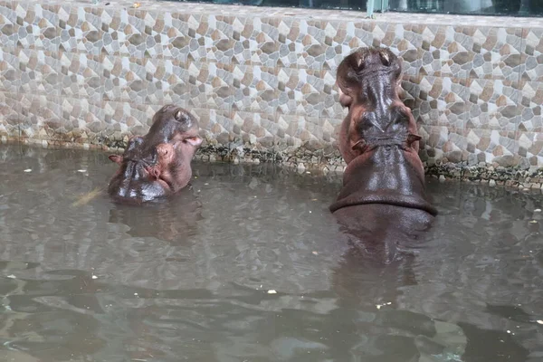 Jeune Hippopotame Mange Étang Dans Zoo — Photo