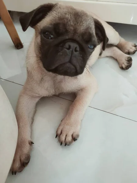 dog pug puppy on the floor