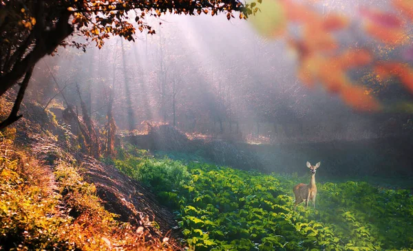 beautiful landscape with a deer in the forest