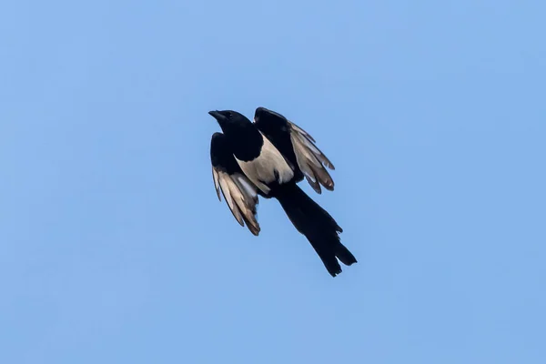 black crow flying in the sky