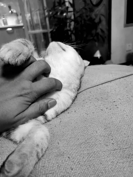 black and white photo of a man with a cat