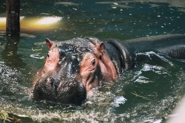 Ein Junges Nilpferd Schwimmt Wasser — Stockfoto