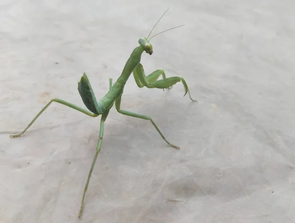 mantis religiosa, praying, thailand