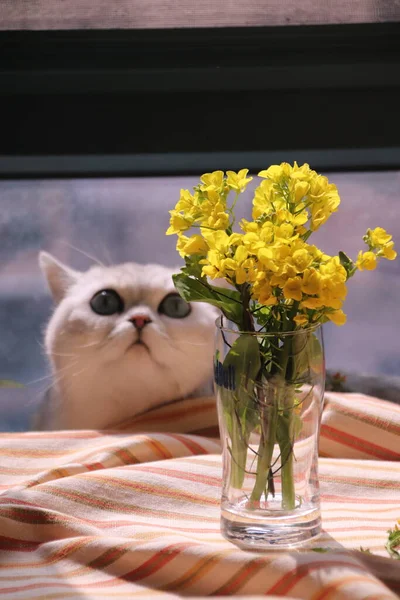 beautiful cat with flowers on the window