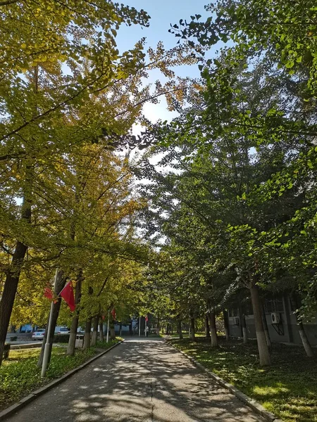 stock image autumn landscape with trees and green leaves