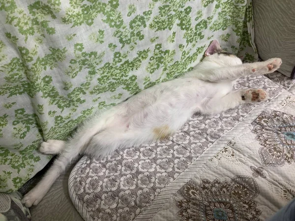 cat sleeping on the bed