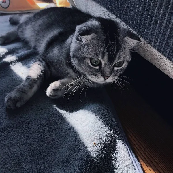 cute cat with a black and white