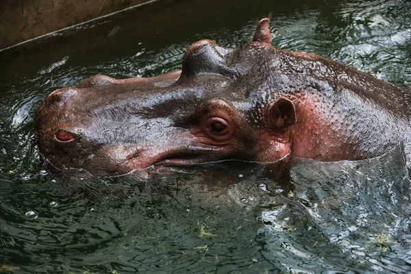 Hippopotamus Water — Stock Photo, Image