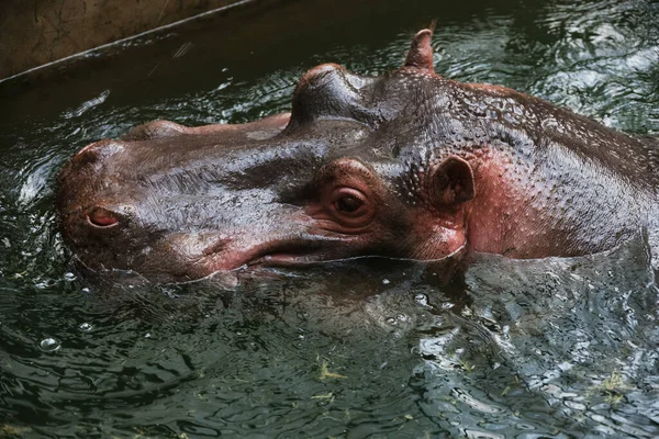 Hippopotame Dans Eau — Photo