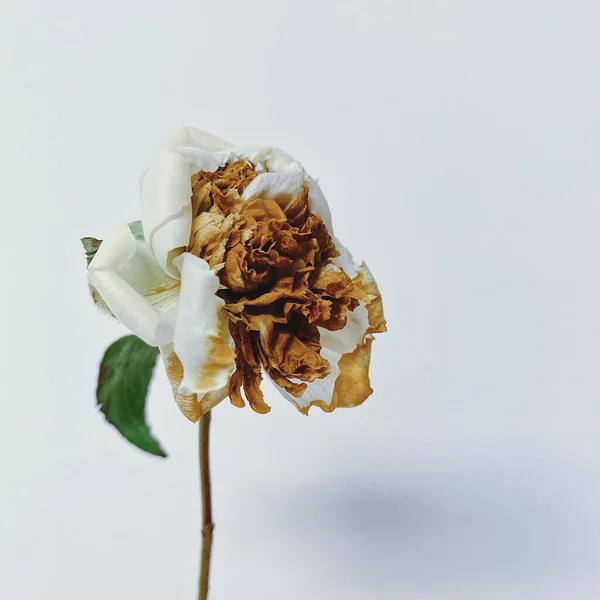 dry rose flower on white background