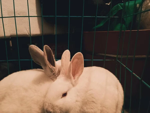 Кролик Клетке — стоковое фото