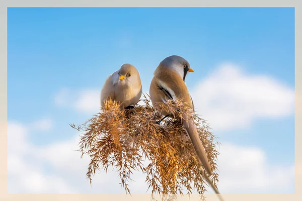 two cute birds on the background of the blue sky