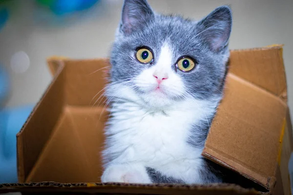 cute cat in the box