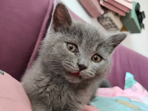 cute cat with a toy kitten