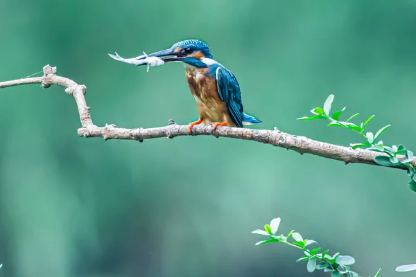 beautiful blue-green bird on a branch of a tree