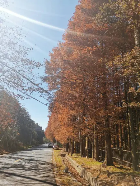 stock image autumn landscape with trees and leaves