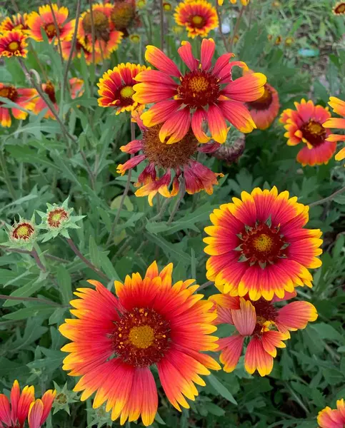 stock image beautiful flowers in the garden