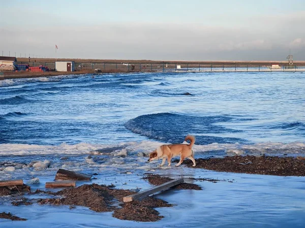dog in the sea