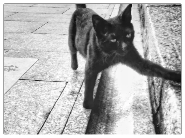 black and white cat in the city